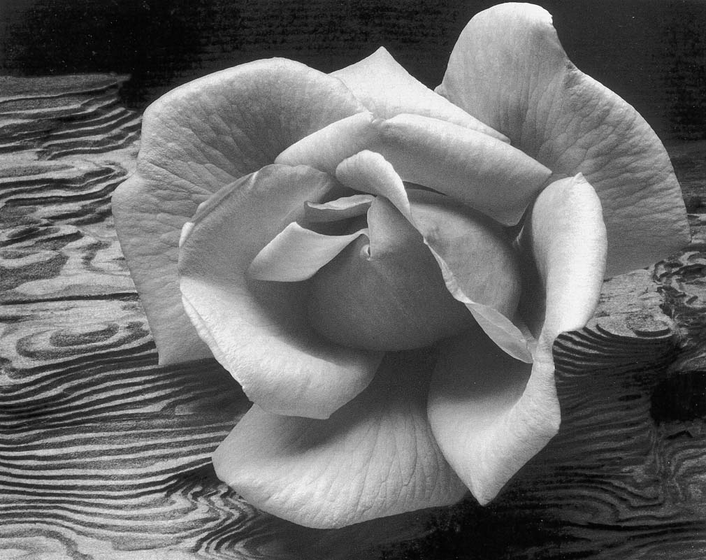 Ansel Adams Rose and Driftwood