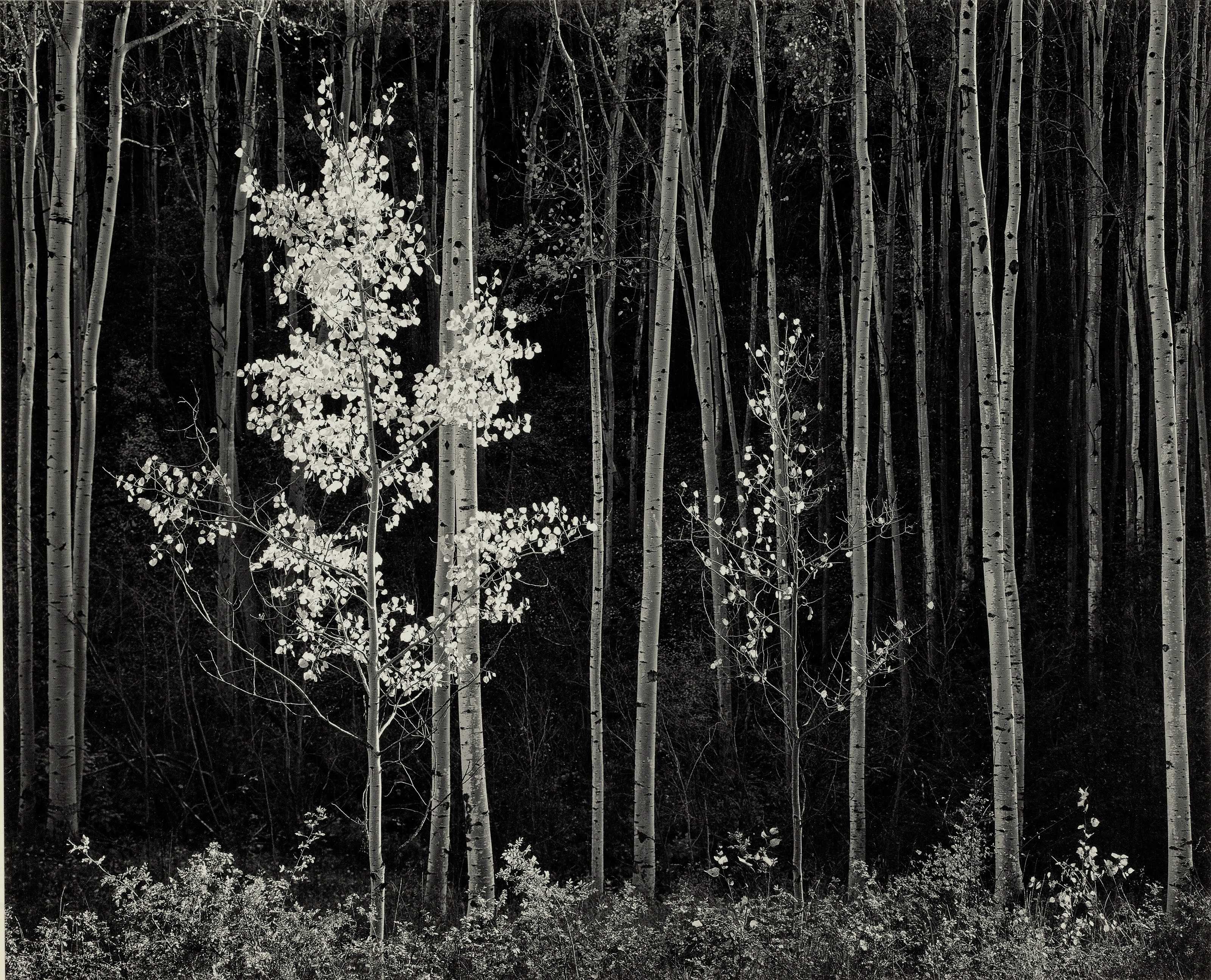 Ansel Adams Aspens Northern New Mexico