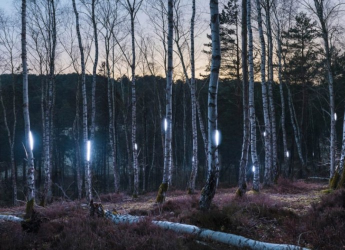 Alexis Pichot Woodland Series