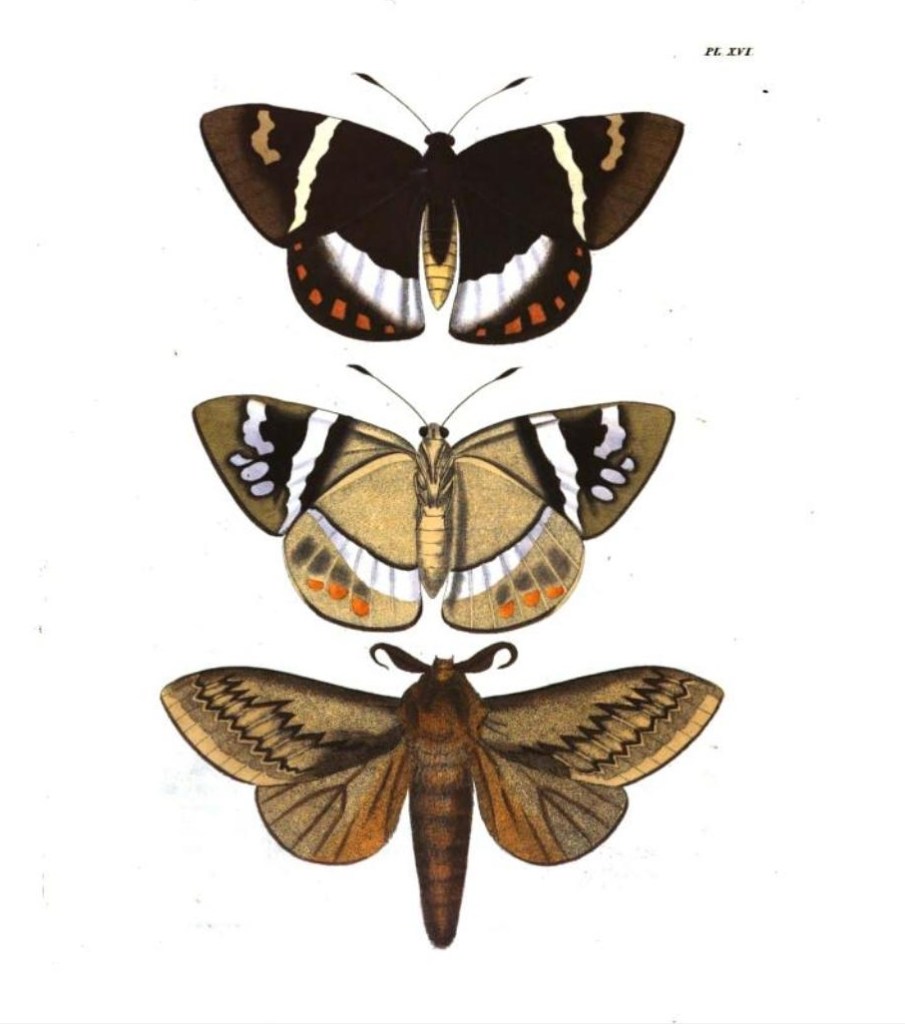Figure 1 & 2 Castnia Licus and Figure 3 Gastropacha Otus - Moth illustrations