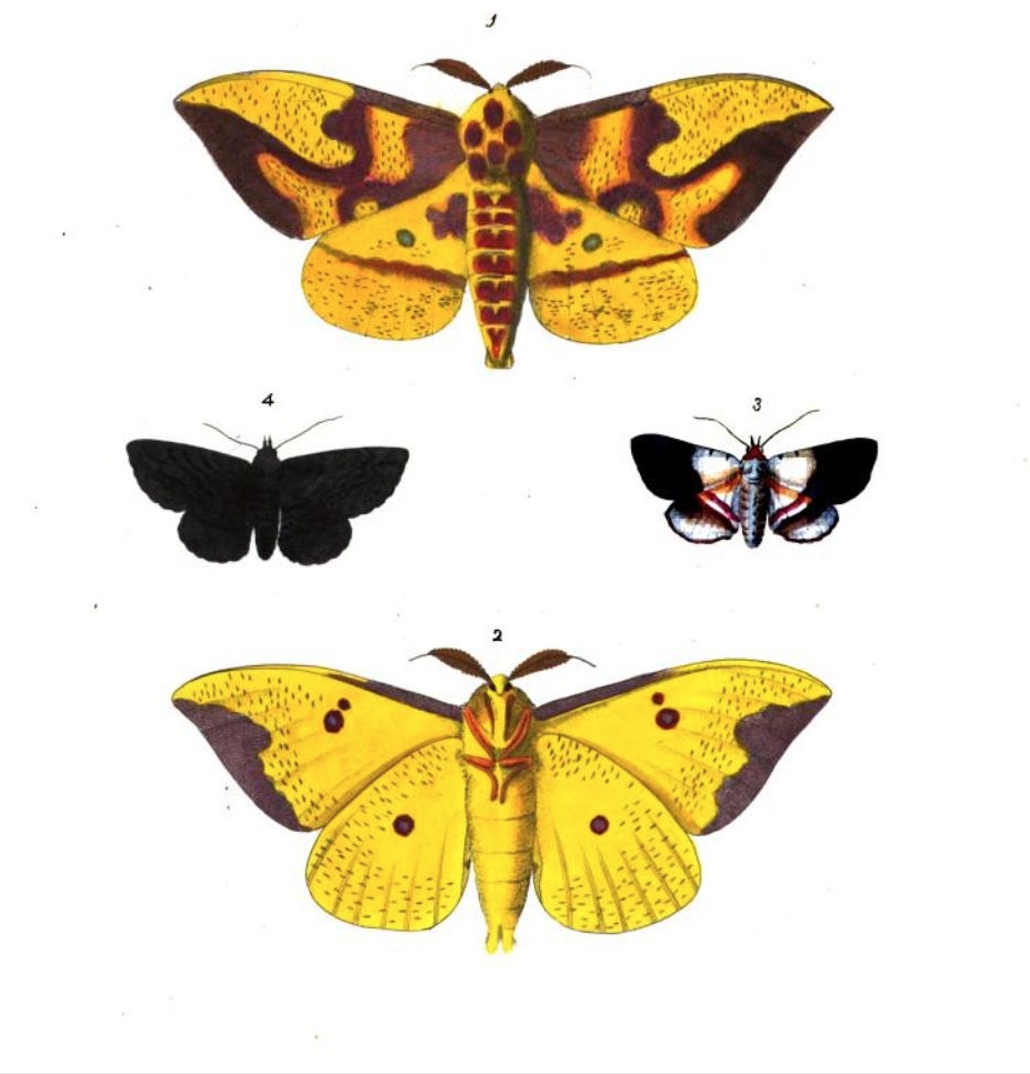 Plate 1 & 2 Ceratocampa Imperialis and plate 3 Noctua Squamularis butterfly illustration