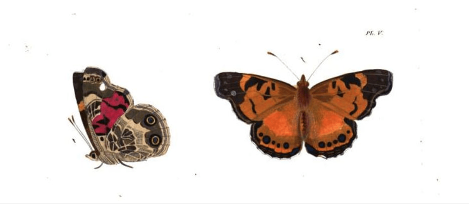 Cynthia Huntera butterfly illustration (1837)