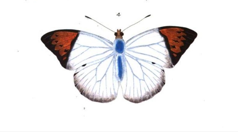 Noctua Undularis butterfly illustration
