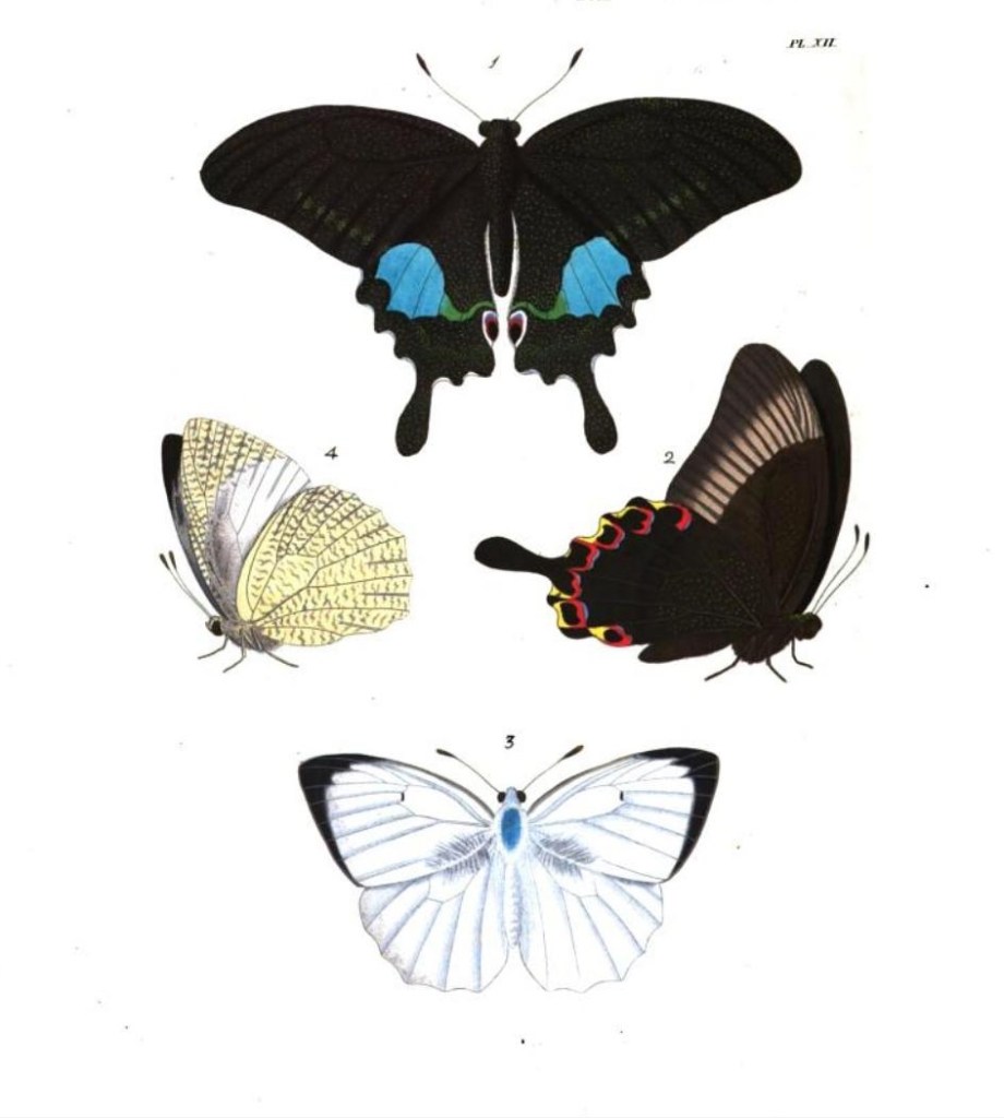 Figure 1 & 2 Papilio Paris and figure 3 & 4 Colias (Callidyras) Pyranthe butterfly illustrations