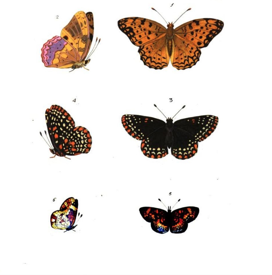Argynnis Phalanta fig. 1 & 2; Melitaea Phaeton and Melitaea Tharos fig. 5 & 6