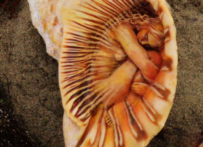 Driftwood Debra Bernier