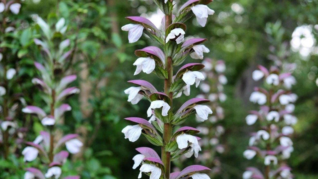 Acanthus Plant 